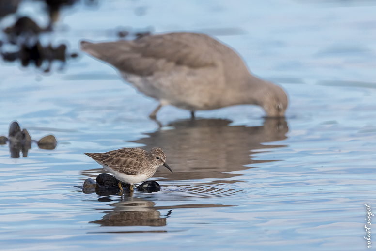 shoreline park